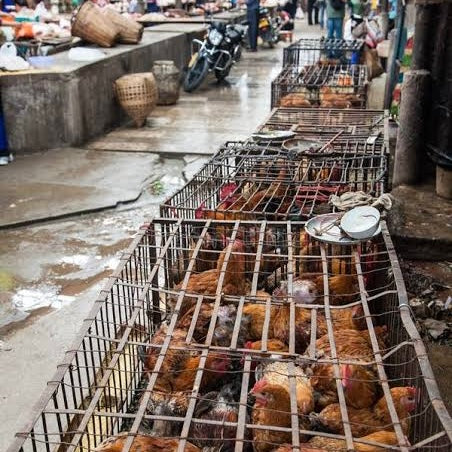 Chickens for Market Set- 1/35
