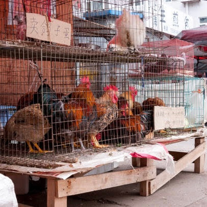 Chickens for Market Set- 1/35