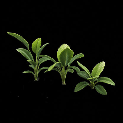 Jungle Plant Set