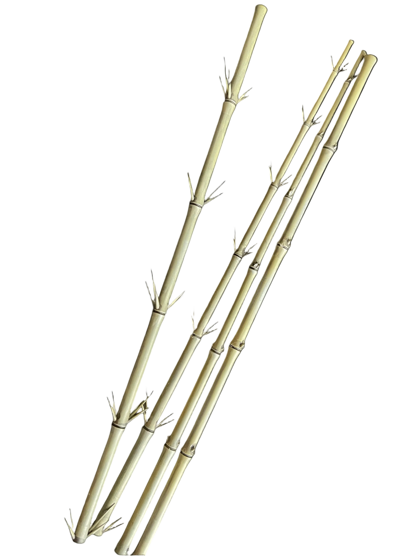 Bamboo Stalk Kit - 1/35