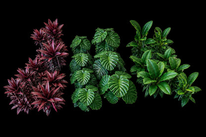 Jungle Plant Set